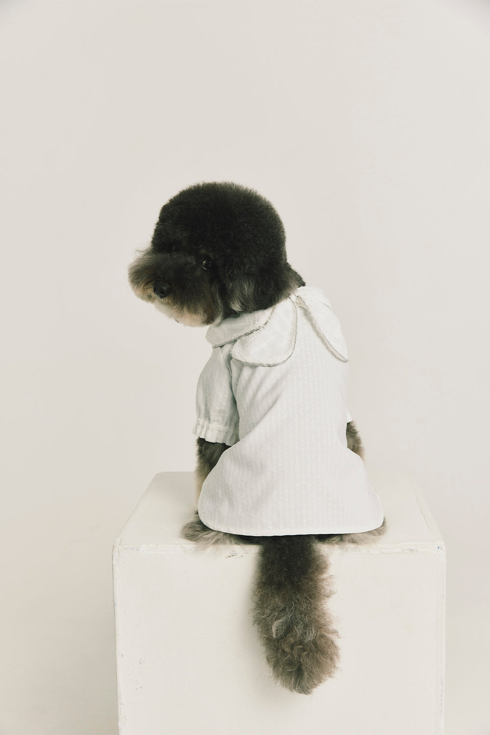 Luxury | Sylvie Sheer Bow-Tie Dress for Pets