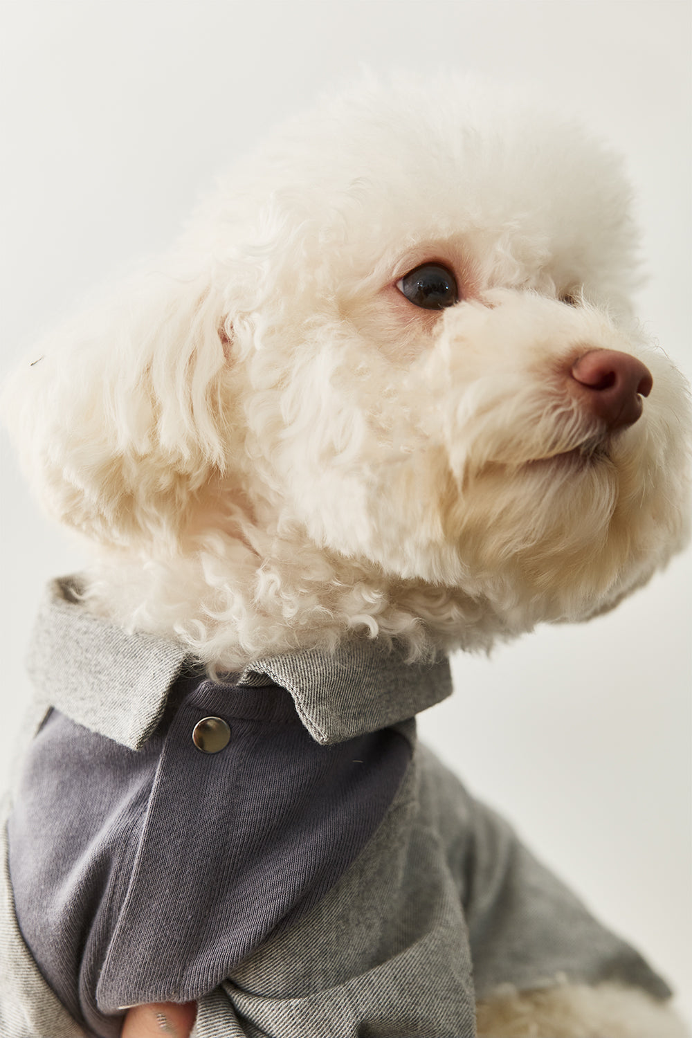 Main|Monsieur 平達克細褶襯衫 寵物衣 | 100%有機棉