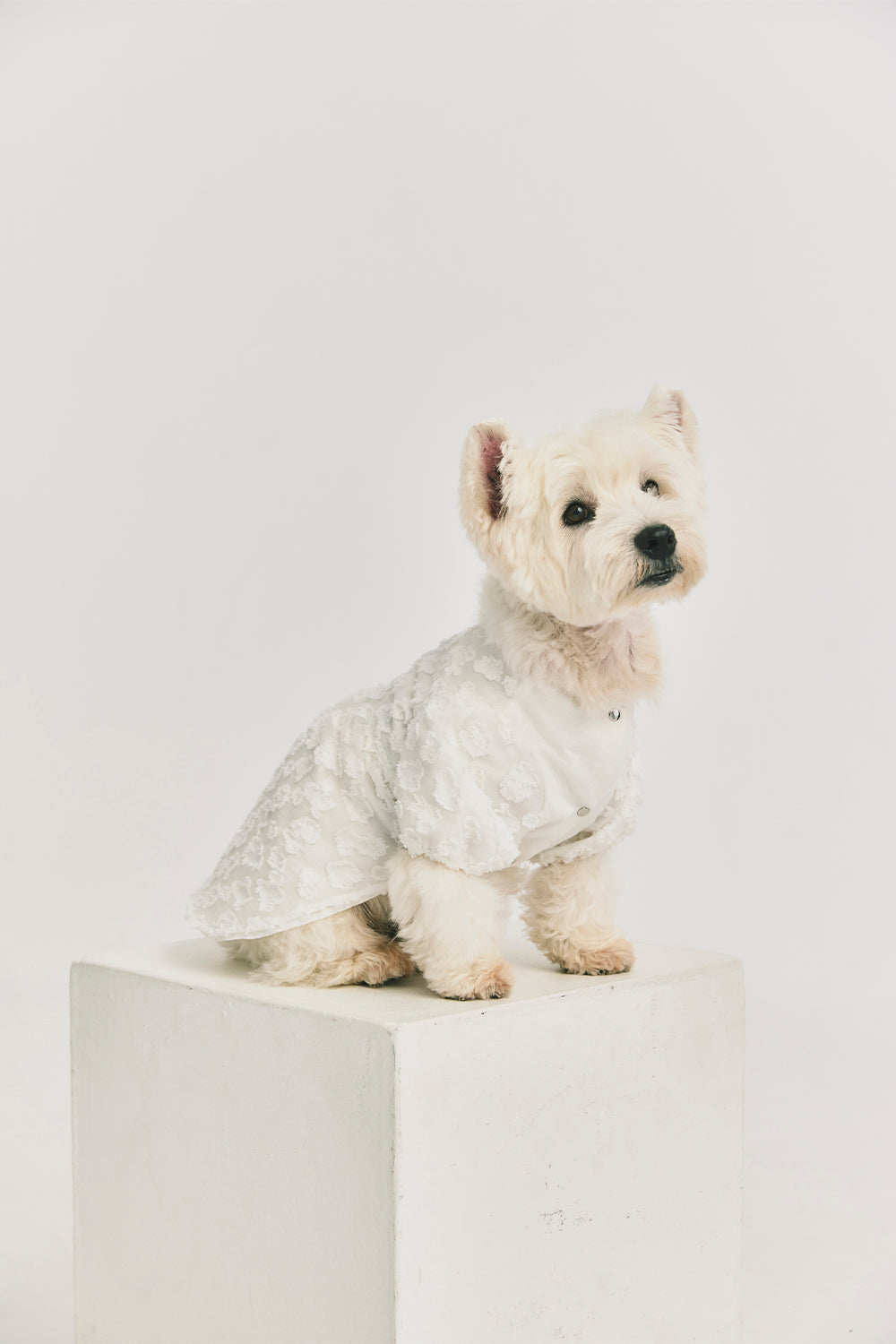 Luxury | Daisy Cloud 3D Textured Fluffy Dress Pet Apparel