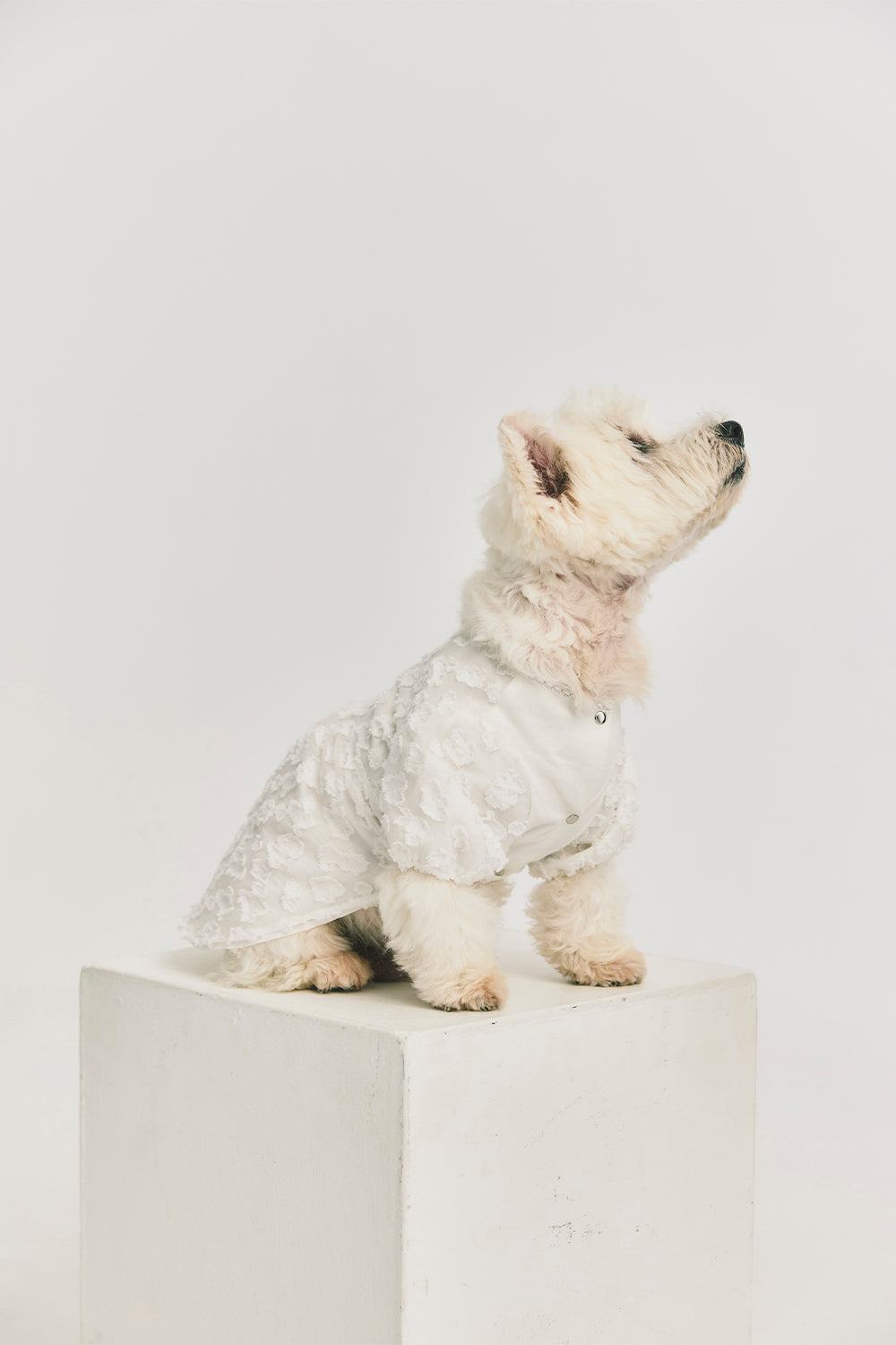 Luxury | Daisy Cloud 3D Textured Fluffy Dress Pet Apparel