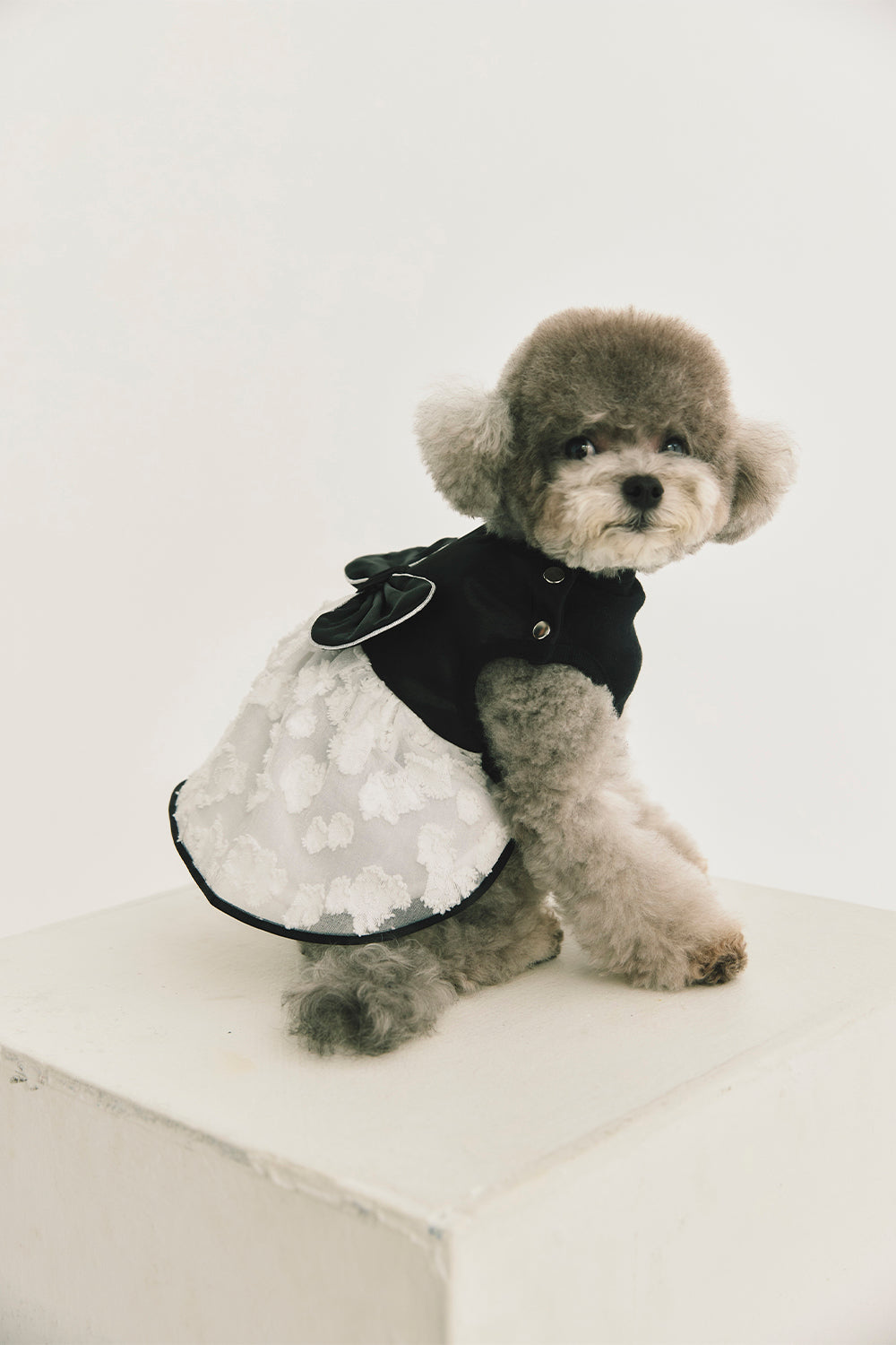 Luxury｜ Chanson 花瓣蝴蝶結寵物洋裝 寵物衣
