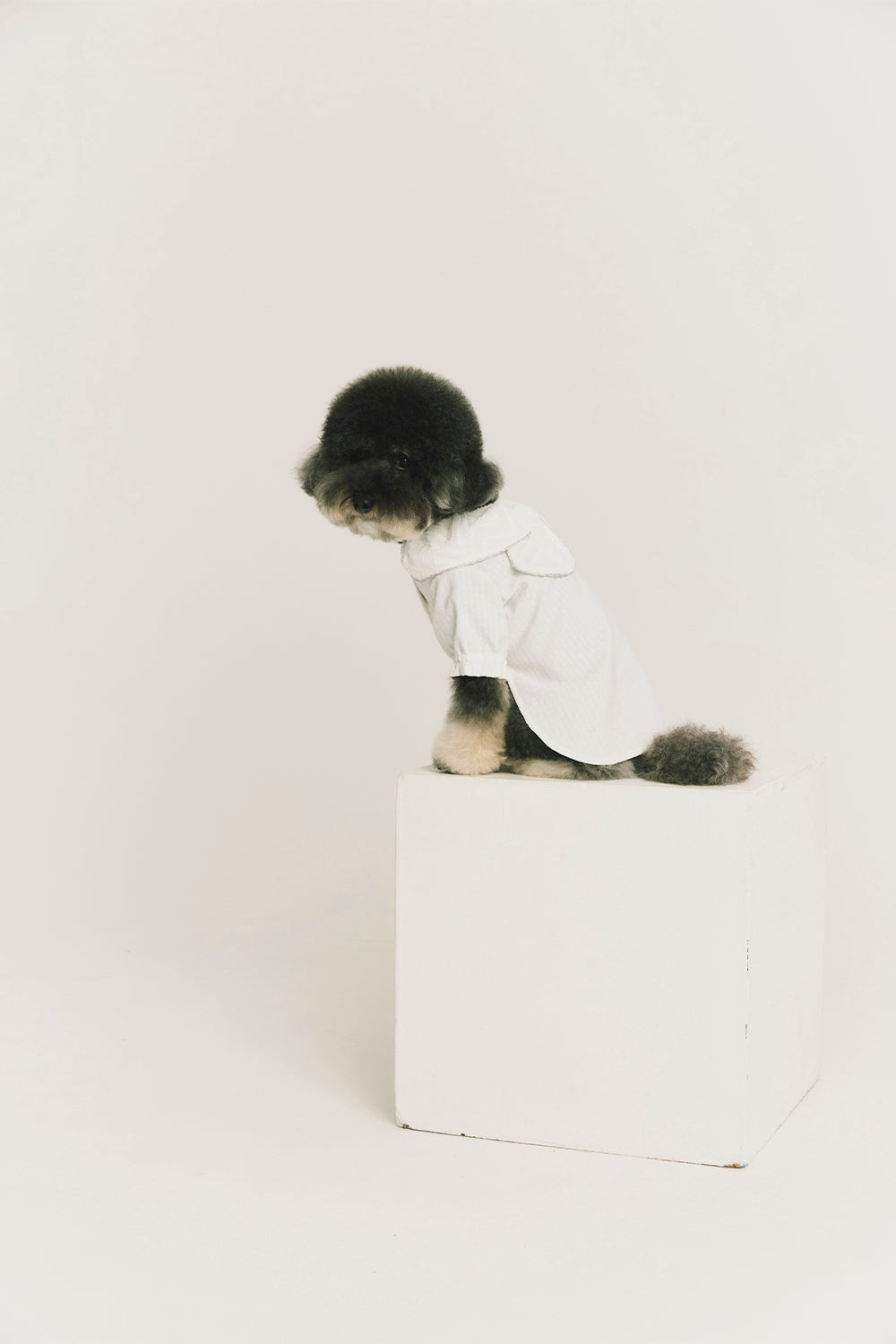 Luxury | Sylvie Sheer Bow-Tie Dress for Pets