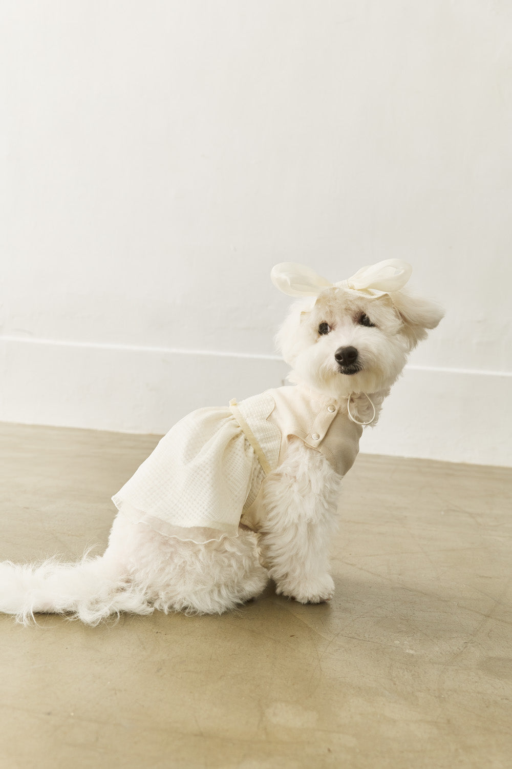 Luxury｜Tulle Tale頭飾蝴蝶結    寵物穿搭蝴蝶結